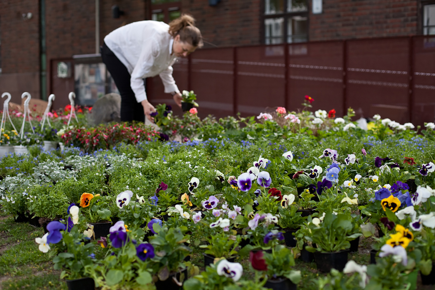 punavuorikukkimaan_2016-0468