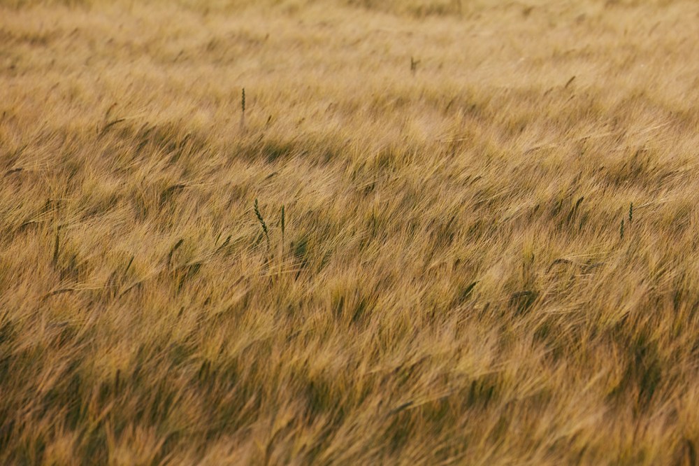 _N3A5152_final_2000px