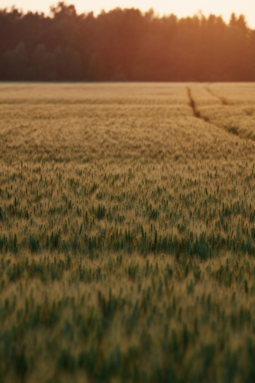 _N3A5290_final_2000px